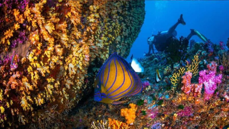 Surin Islands: Diving Day Trip from Khao Lak - Introduction to the Surin Islands Day Trip