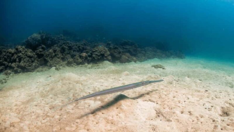 Surin Islands: Diving Day Trip from Khao Lak - The Practical Side of the Tour