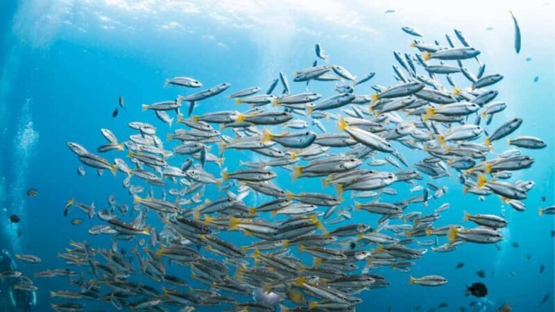 Surin Islands: Diving Day Trip from Khao Lak - Authentic Insights from Reviews