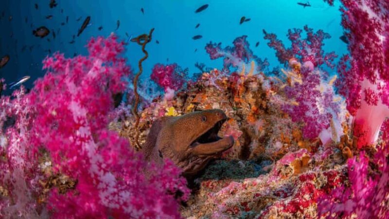 Surin Islands: Diving Day Trip from Khao Lak - FAQ