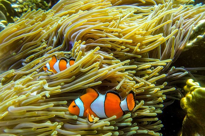 Surin Islands- Early Bird Snorkeltour From Khao Lak in English, French, German, Italian - Traveler Photos and Reviews