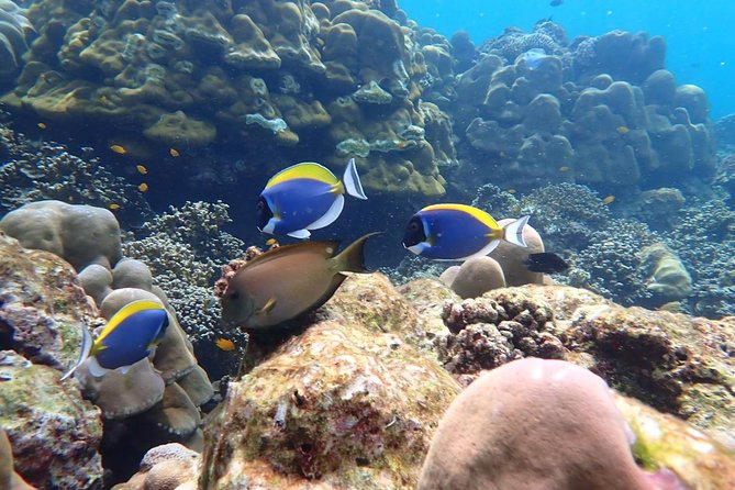 Surin Islands- Early Bird Snorkeltour From Khao Lak in English, French, German, Italian - Pricing and Discounts