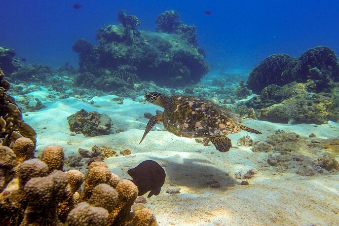Surin Islands- Early Bird Snorkeltour From Khao Lak in English, French, German, Italian - Language Options