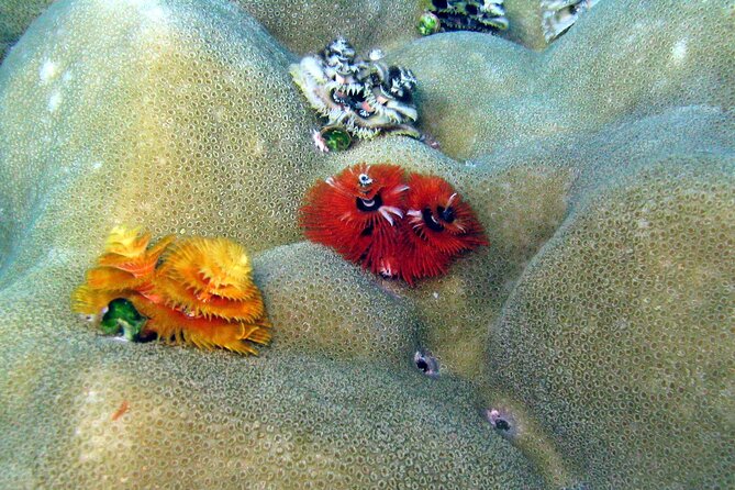 Surin Islands- Early Bird Snorkeltour From Khao Lak in English, French, German, Italian - Booking and Contact Information
