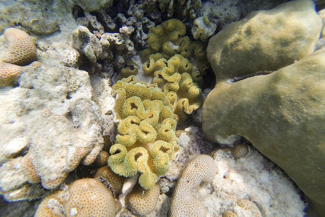 Surin Islands Explorer From Khao Lak - Overview and Tour Details