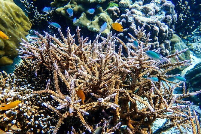 Surin Islands Overnight Beach Camping and Snorkeling Adventure - What’s Included and What to Consider