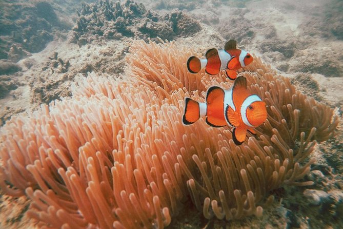 Surin Islands Snorkel Tour by Seastar Andaman From Phuket - Additional Information