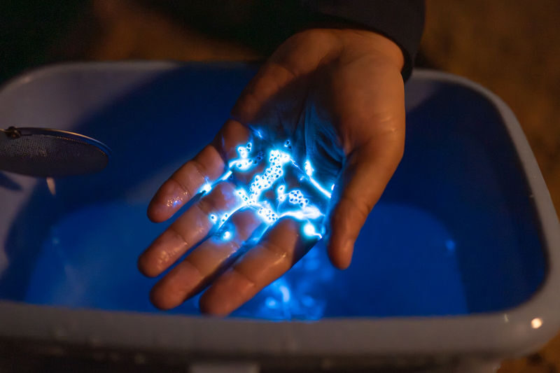 Surreal Marine Bioluminescent Night Experience in Okayama - What to know before you go