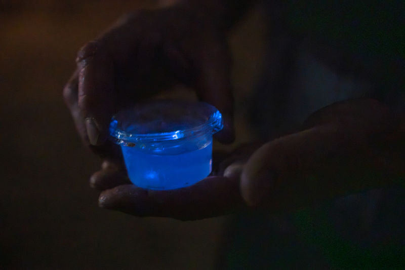 Surreal Marine Bioluminescent Night Experience in Okayama - Observing sea fireflies up close