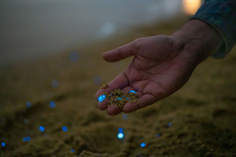 Surreal Marine Bioluminescent Night Experience in Okayama - Taking photos without missing the moment