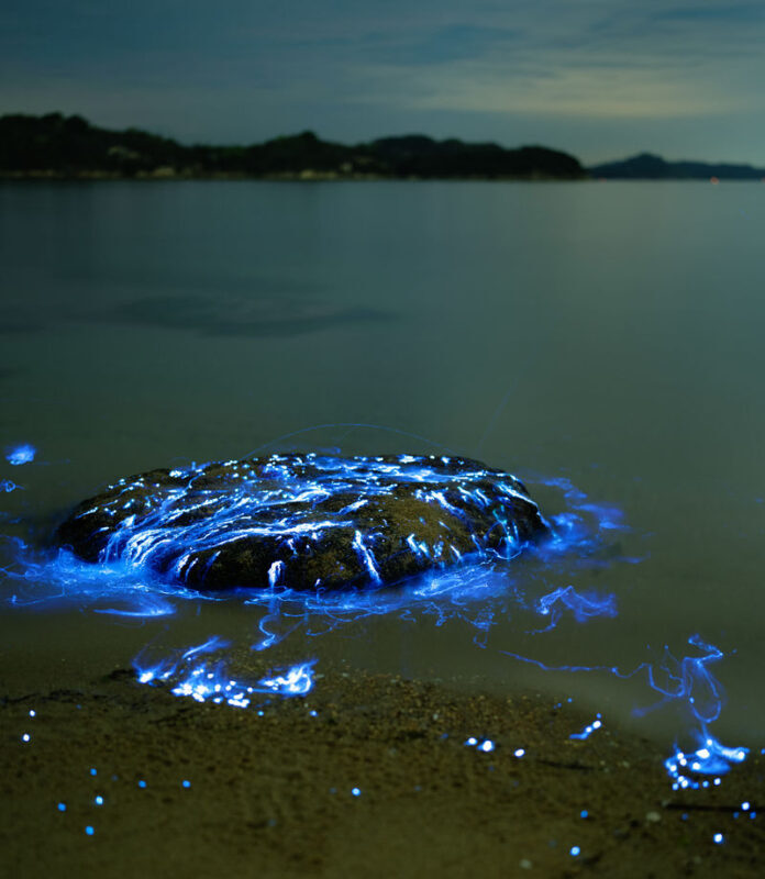 Surreal Marine Bioluminescent Night Experience in Okayama - Is US$50.45 good value?