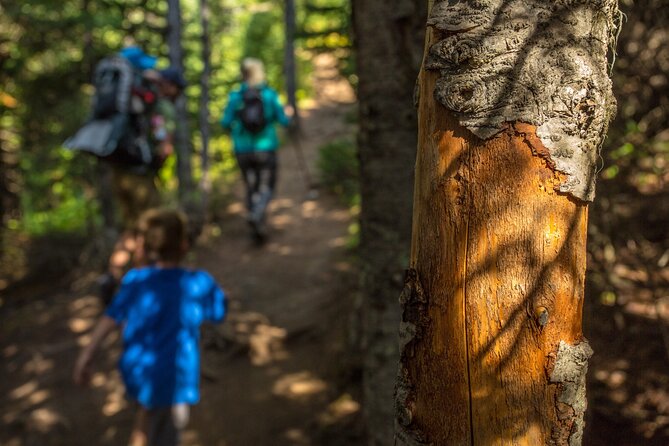 Survival Hike - Finding and Purifying Water