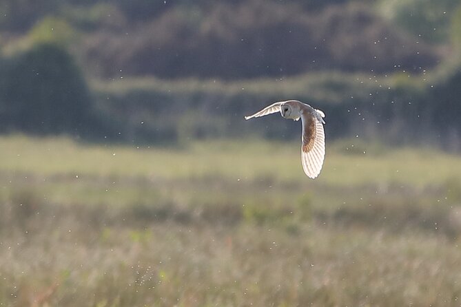Sussex Birdwatching Private Guided Day Tour - Itinerary Overview