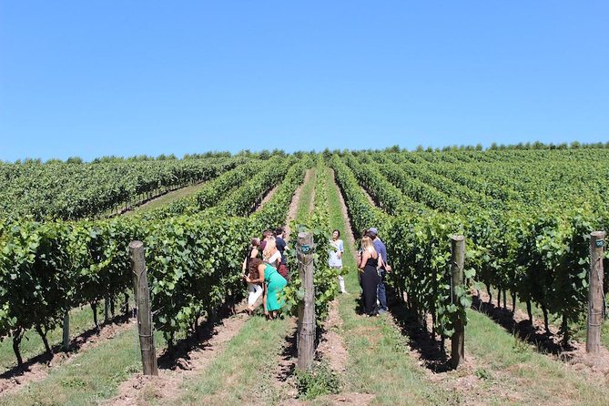 Sussex Vineyard & Winery Bus Tour on Iconic Vintage London Bus - Vintage London Bus Experience