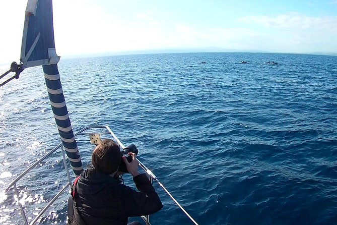 Sustainable Dolphin Watching Tour With Marine Biologist  - Sicily - Reviews and Pricing