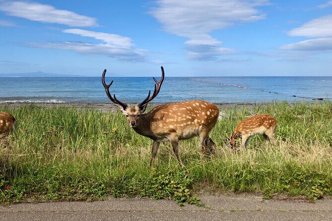 Sustainable Ezo Deer Craft Experience - Introduction: Authentic Craft with a Conscience in Sapporo