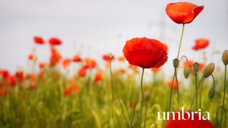 Sustainable Fiber and Yarns Course in Umbria - Fiber and Yarns Overview