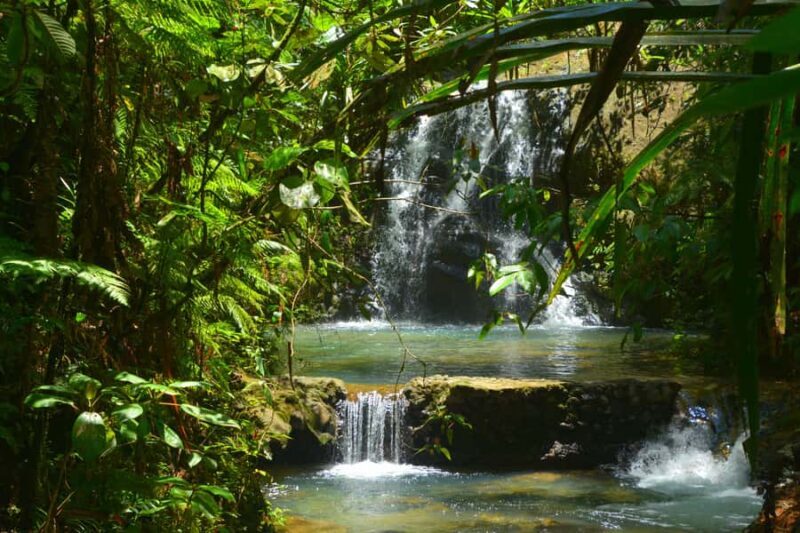 Suva: Fijian Nature and Waterfall Tour - Exploring the rainforests
