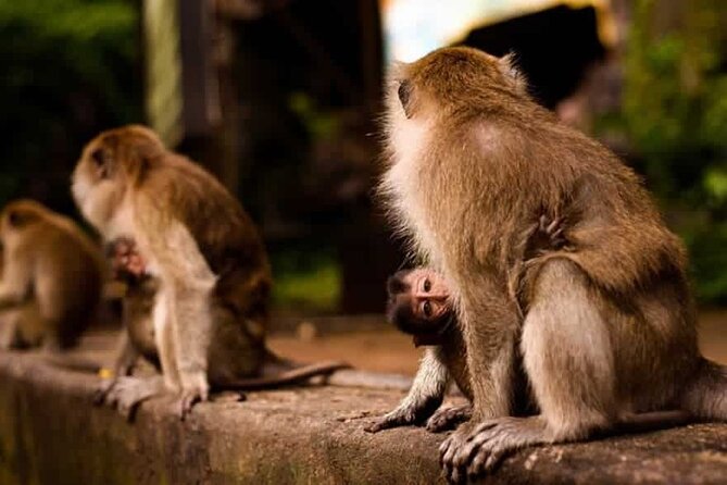 Suwankuha Temple (Monkey Cave) , Rafting , Zipline and Waterfall - Tour Information