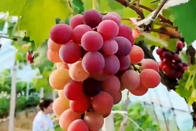 Suzhou Eco Village Private Day Tour With Lunch and Fruit Picking Option - Pricing Details