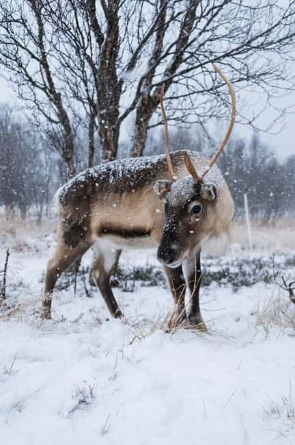 Svolvær: Sami Culture and Reindeer Experience - The Journey to Sami Country