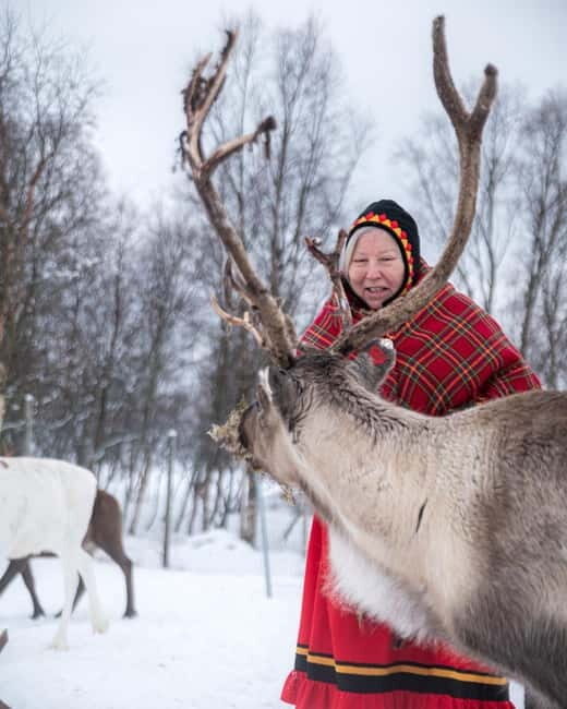 Svolvær: Sami Culture and Reindeer Experience - Inside the Reindeer Paddock