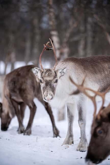 Svolvær: Sami Culture and Reindeer Experience - Food and Refreshments