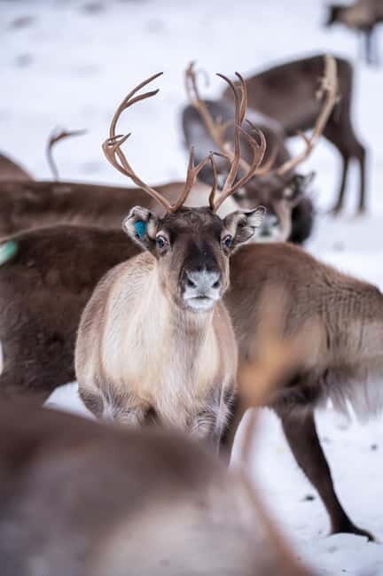 Svolvær: Sami Culture and Reindeer Experience - The Farewell and Reflection