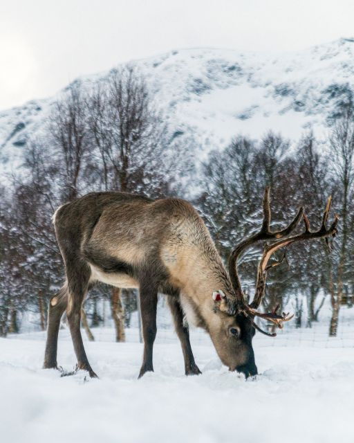 Svolvær: Sami Culture and Reindeer Trip With Fire and Stew - Booking Details