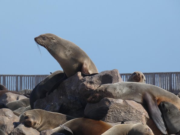 Swakopmund Cape Cross Seal Colony Day Tours - Directions