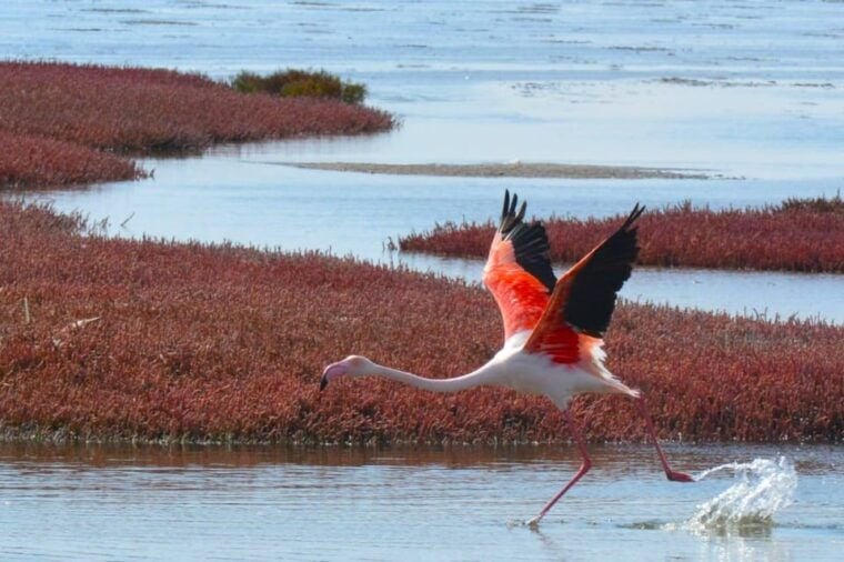 swakopmund city tour dune 7 pink lake pink flamingos - Who Should Book This Tour?