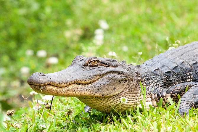 Swamp and Bayou Sightseeing Boat Tour With Transportation From New Orleans - Logistics and Organization