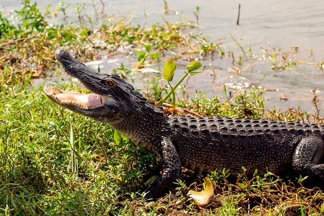 Swamp and Bayou Sightseeing Boat Tour With Transportation From New Orleans - Transportation and Cancellations