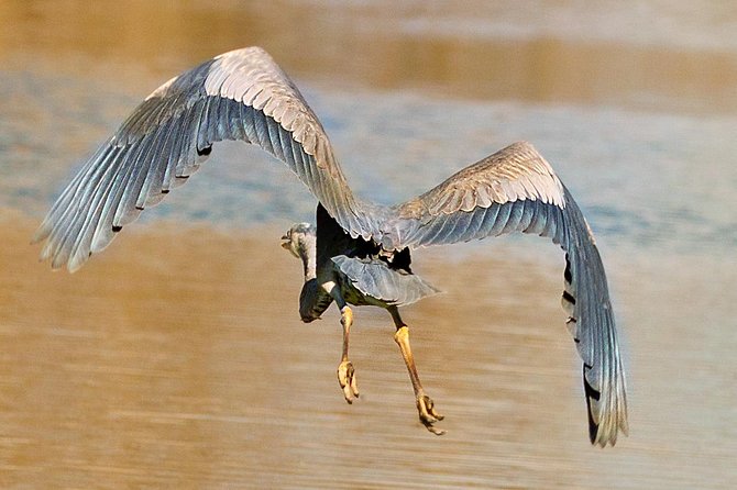 Swamp and Bayou Sightseeing Boat Tour With Transportation From New Orleans - Dressing Recommendations