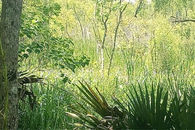 Swamp - Eco - Cruise and Walking Tour - FAQ