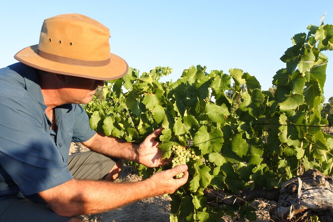 Swan Valley Wine Discovery: Private Tour From Perth - Meeting and Pickup