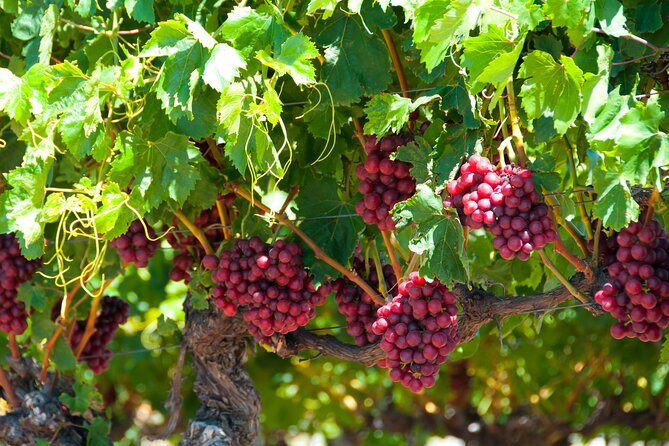 Swan Valley Wine Discovery: Private Tour From Perth - Common Questions