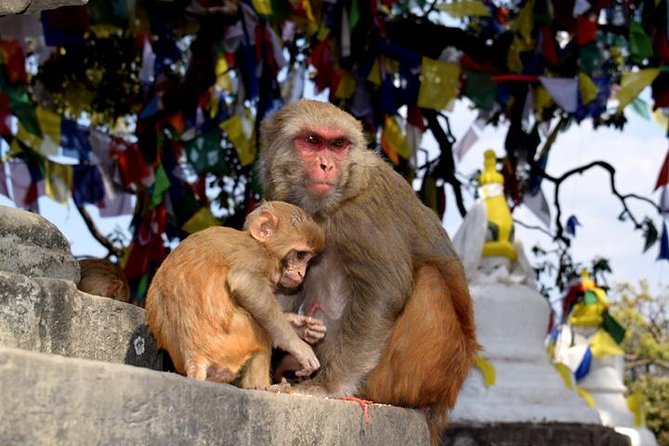 Swayambhunath and Patan Durbar Square Half Day Tour in Kathmandu - Common Questions