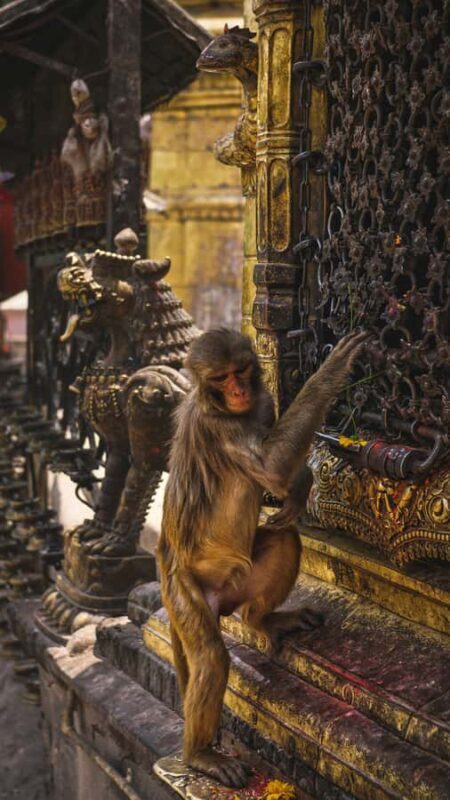 Swayambhunath: Sunset and City Lights Tour - Private/Group - The Experience with Maya Trips