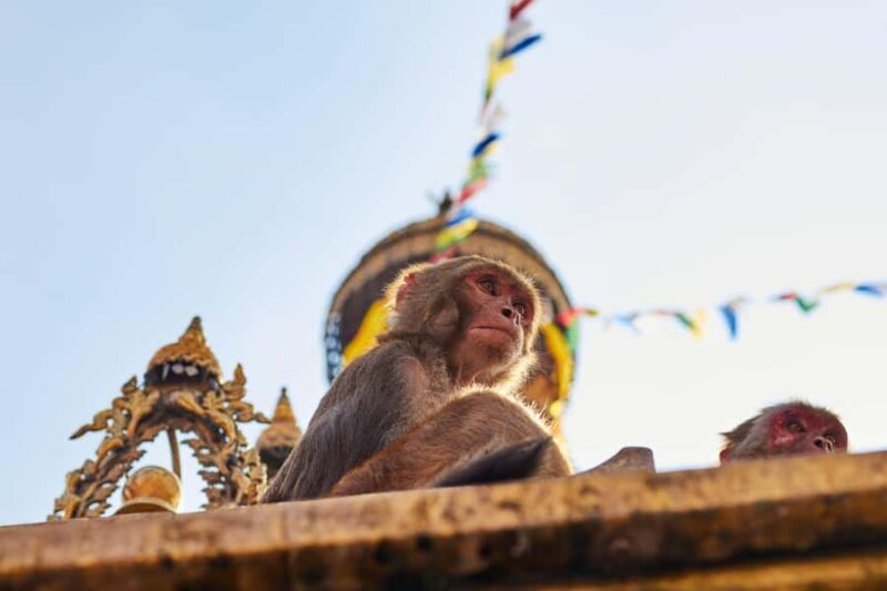 Swayambhunath: Sunset and City Lights Tour - Private/Group - Final Thoughts
