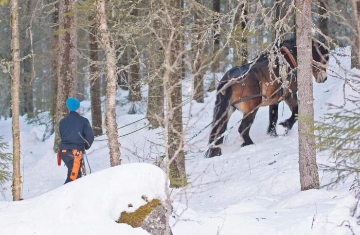 Sweden: Work in the Forest With Horses - Prepare the North Swedish Horses