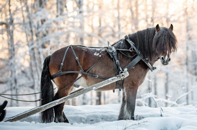 Sweden: Work in the Forest With Horses - Picnic in the Forest