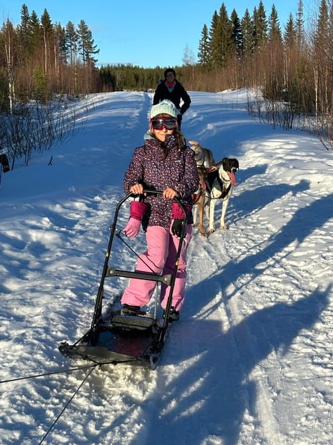 Swedish Lapland : Sled Dog and Reindeer Farm With the Family - Good To Know