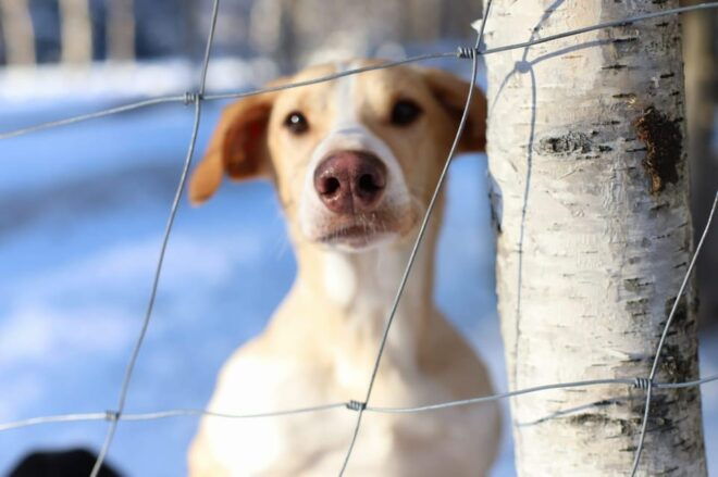 Swedish Lapland : Sled Dog and Reindeer Farm With the Family - Family-Friendly Activities