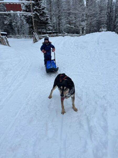 Swedish Lapland : Sled Dog and Reindeer Farm With the Family - Frequently Asked Questions