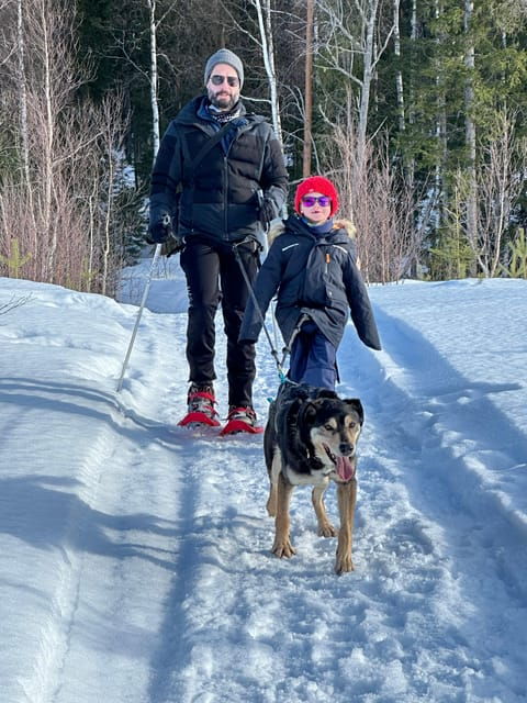 Swedish Lapland : Sled Dog and Reindeer Farm With the Family - Activities and Supervision