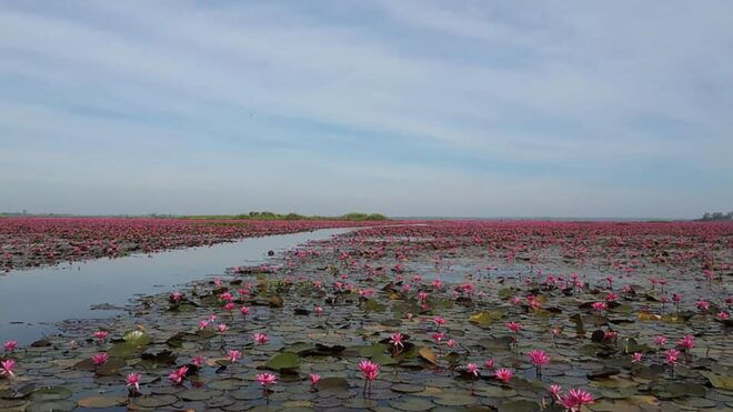 Sweet Boat Trip Ever Red Lotus Lake Udonthani - The Beautiful Red Lotus Lake