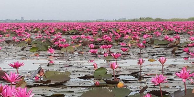Sweet Boat Trip Ever Red Lotus Lake Udonthani - Customizable Itineraries