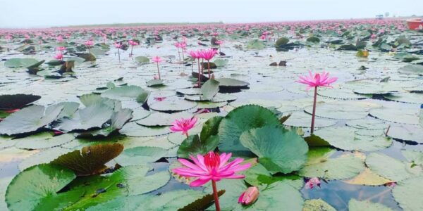 Sweet Boat Trip Ever Red Lotus Lake Udonthani - Common Questions