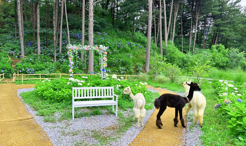Sweet Day in Gapyeong:Sheep Ranch&Strawberry Picking(Lunch Included) - A country day without the transport puzzle